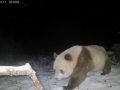 秦岭再次发现棕色大熊猫